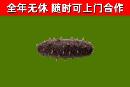 济宁市回收海参干